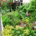 Many of the Marksburg Castle garden plants are medicinal or herbal  